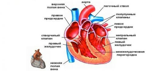 Признаки гипертрофии левого и правого желудочка на ЭКГ