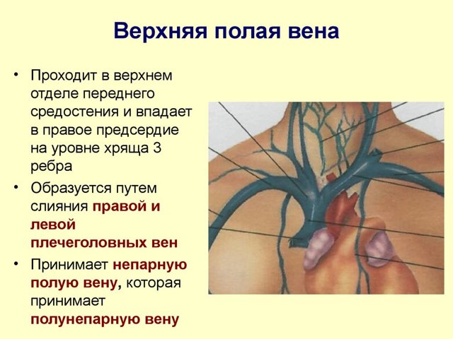 Верхняя полая вена — Карта знаний