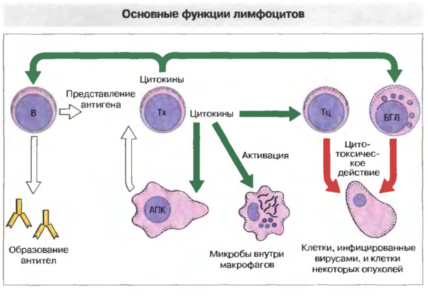 Нормы лимфоцитов у взрослых и детей
