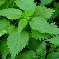 Народные способы лечения геморроя