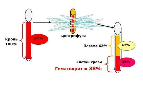 Гематокрит ниже нормы: что это значит и что делать?