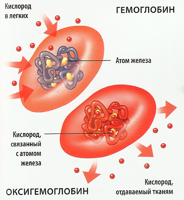 Эритроциты в крови повышены у ребенка, мужчины или женщины - что означает в анализе и как понизить