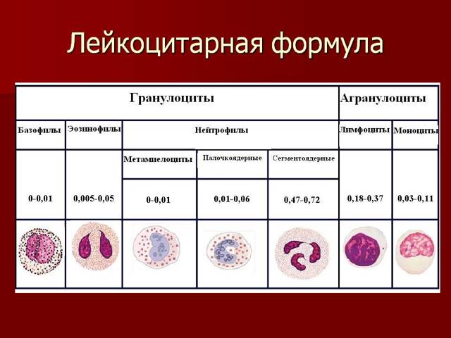 Общий анализ крови - лейкоциты: норма и причины отклонения от нормы