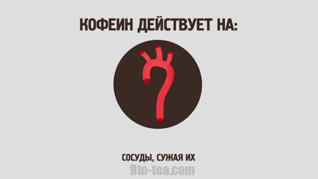 Влияние кофе на сосуды головного мозга: расширяет или сужает сосуды