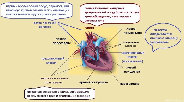 Венозная система человека: схема, анатомия и функции