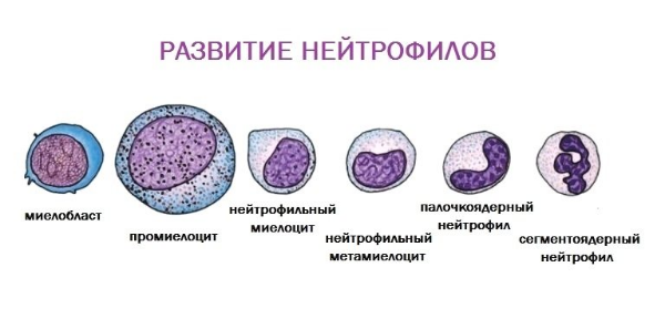 Палочкоядерные нейтрофилы повышены в крови у взрослого, причины