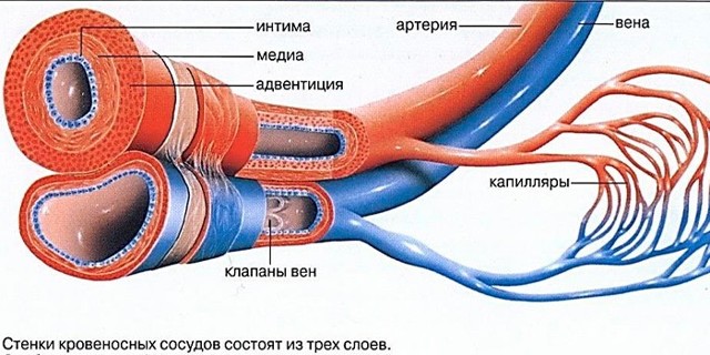 Как укрепить сосуды в домашних условиях