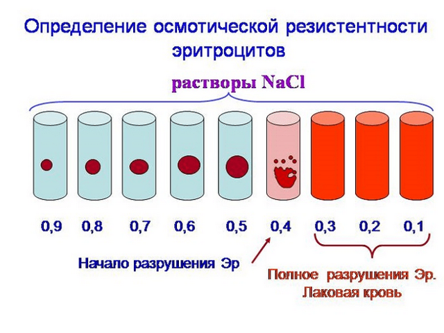 КИСЛОТНАЯ И ОСМОТИЧЕСКАЯ УСТОЙЧИВОСТЬ ЭРИТРОЦИТОВ ПЕРИФЕРИЧЕСКОЙ КРОВИ ЧЕЛОВЕКА ПРИ ДЕЙСТВИИ СТРЕССОВЫХ ФАКТОРОВ РАЗЛИЧНОГО ГЕНЕЗА - Современные проблемы науки и образования (научный журнал)