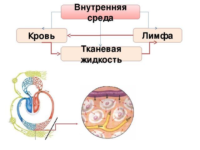 Иммунитет - материалы для подготовки к ЕГЭ по Биологии