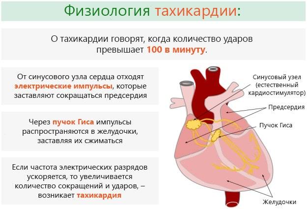 Норма пульса у взрослого человека по возрасту: таблица и средние значения