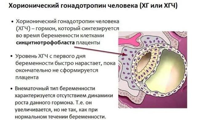 Анализ крови на беременность, анализ крови на ХГЧ. Определение беременности. Сдать ХГЧ.