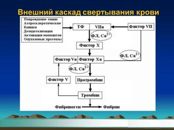 Свертывание крови. Схема свертывания крови