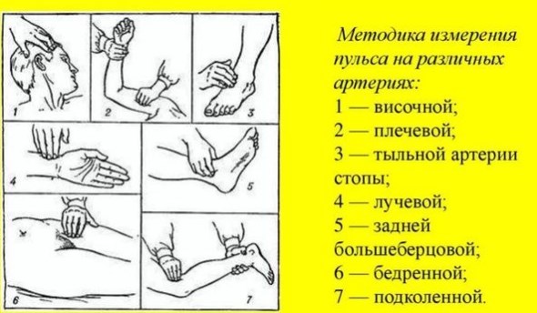Нормальный пульс человека — Таблица показателей по возростам, нормы и показатели ритма