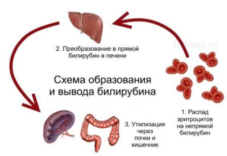Повышенный билирубин и холестерин причины