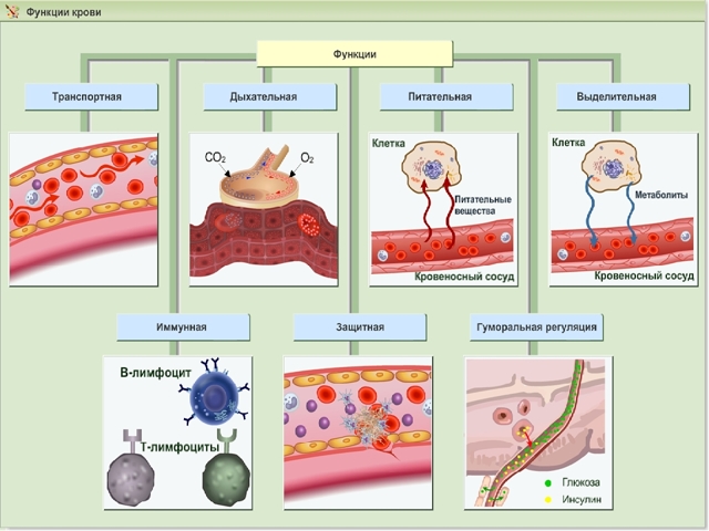 Что делать, если густая кровь при беременности? - Здоровая кровь