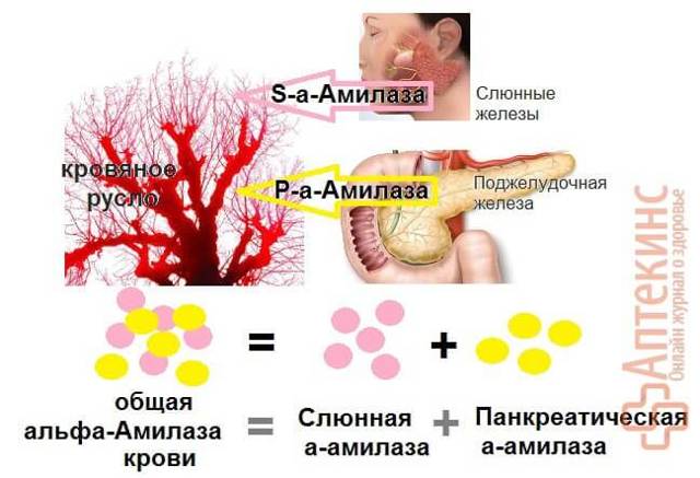 Альфа-амилаза в крови повышена
