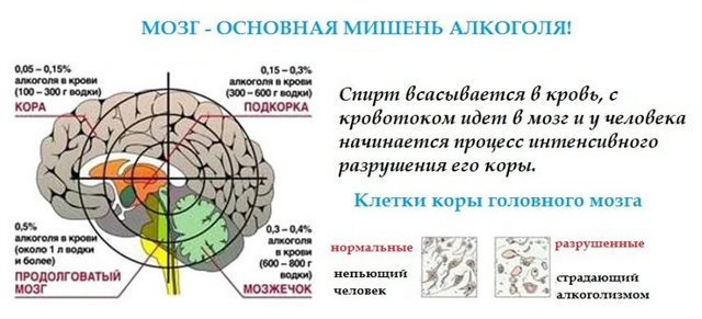Сердце алкоголика и влияние алкоголя на него