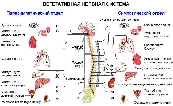 Что такое ВСД по смешанному типу и как ее лечить препаратами
