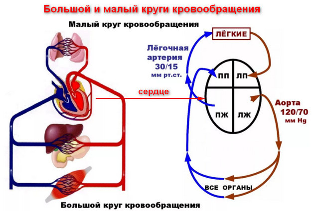 Сердечный кашель: симптомы, лечение