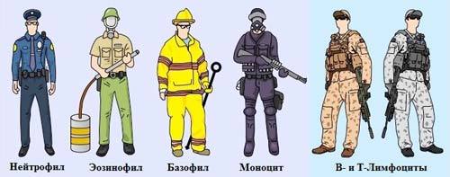 Лейкоциты, их классификация, свойства и функции.