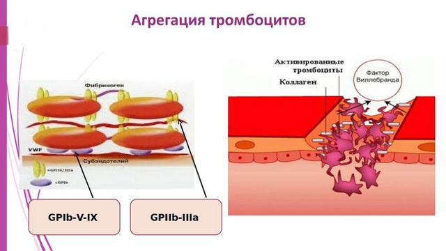 Агрегация тромбоцитов с АДФ, адреналином, ристомицином, коллагеном – норма. Что такое агрегация, гиперагрегация, гипоагрегация тромбоцитов?
