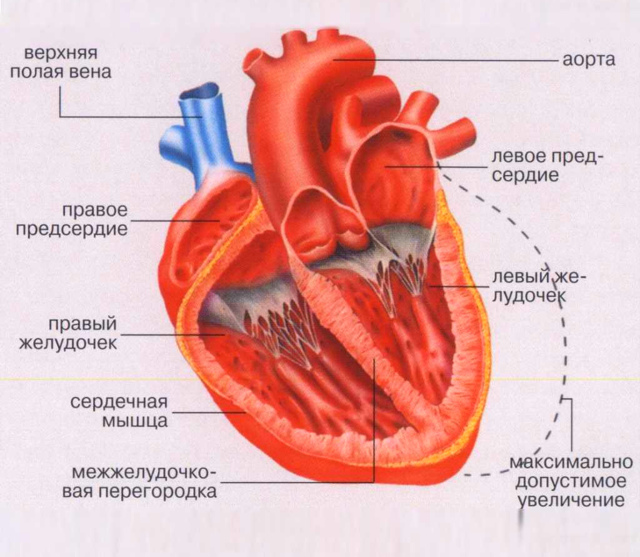 Болит сердечная мышца симптомы. Ослабление сердечной мышцы симптомы Слабая сердечная мышца симптомы лечение