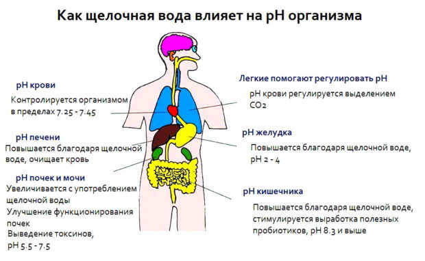 Анализ PH крови — как определить уровень КЩБ, причины повышения и понижения