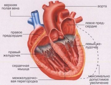 Первая помощь при острой сосудистой недостаточности