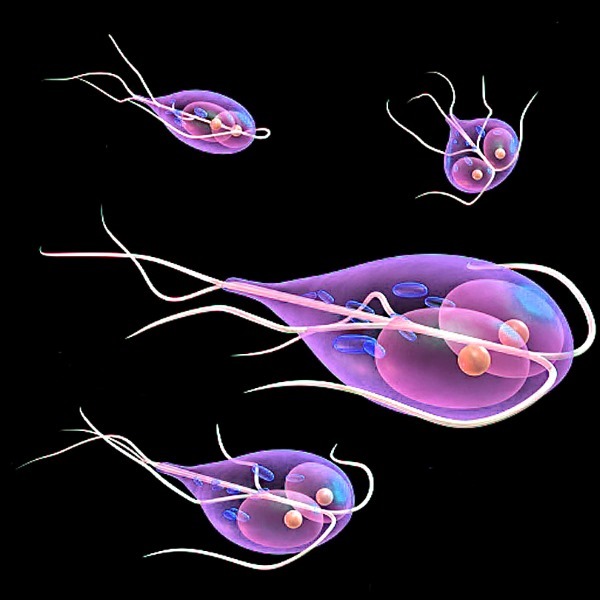 Лечение лямблиоза у взрослых медикаментозными средствами. Детальные схемы лечения и дозировка препаратов. Лямблии у взрослых: симптомы и лечение 18964 0