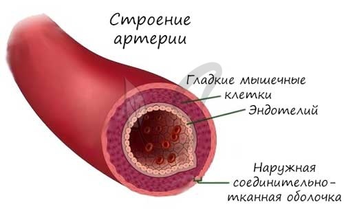 Из левого желудочка вытекает кровь | Наше сердце