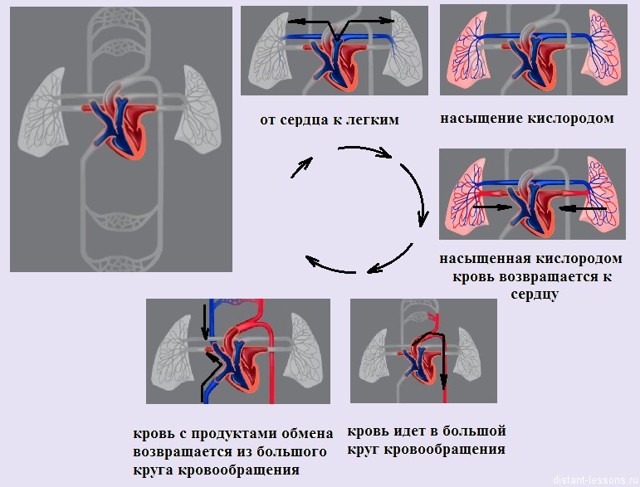 Венозная система человека: схема, анатомия и функции