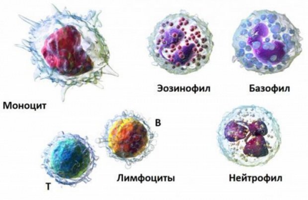 Понижены лимфоциты в крови у ребенка: причины, низкий уровень