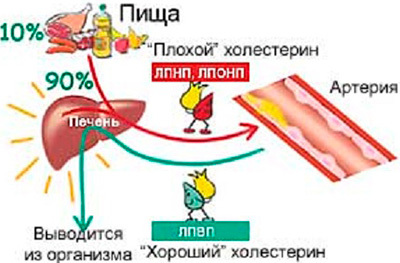 Нормы липидов в крови, гормональная функция липидов