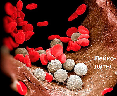 Лейкоциты в крови - норма, повышенный или пониженный уровень у детей, женщин и мужчин