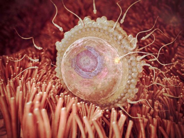 Имплантационное кровотечение - Лечение кровотечений