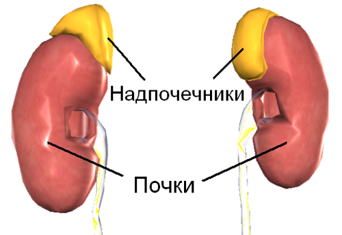 КАПТОПРЕС - инструкция по применению, цена, отзывы и аналоги