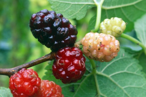 Какие продукты сгущают кровь
