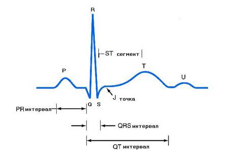 Нормосистолия, тахисистолия и брадисистолия на ЭКГ: что это, норма и патология