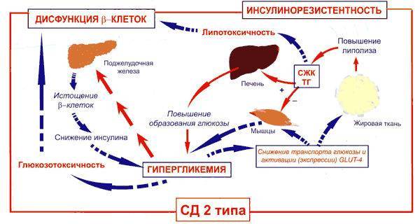 Первые признаки и симптомы сахарного диабета