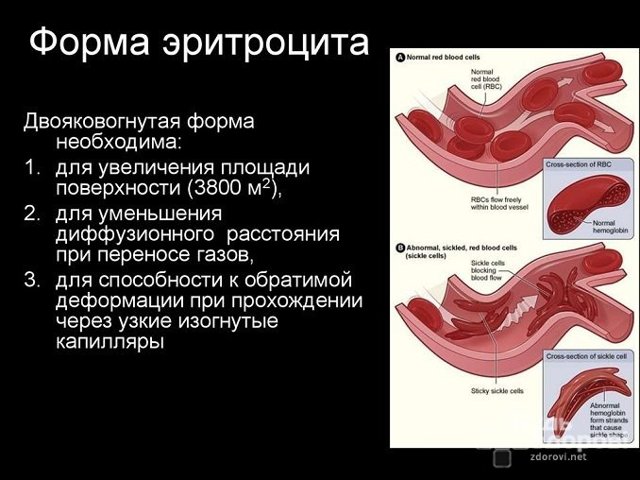 Клинический анализ крови: расшифровка показателей, что это такое