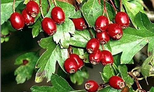 Как лечить стенокардию сердца, используя народные методы