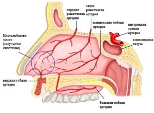 Клиническая анатомия носа. Кровоснабжение полости носа