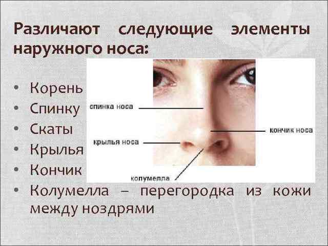 Клиническая анатомия носа. Кровоснабжение полости носа