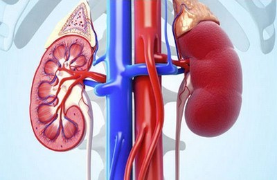 Креатинин в крови повышен: причины отклонения от нормы и способы снижения уровня креатинина