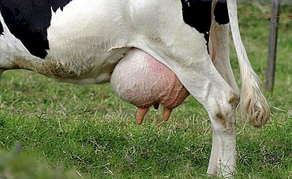 Хвороби корів: причини, симптоми, способи лікування, профілактика тварин