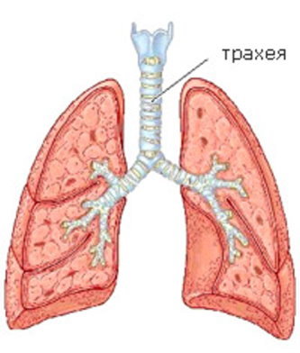 Трахеит – грозное заболевание или досадный симптом? Лечение болезни, профилактика и предупреждение, симптомы трахеита