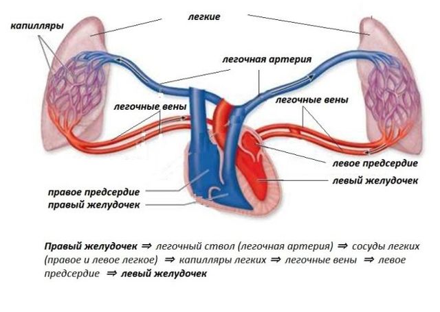 К малому кругу кровообращения относят легочное вену почему? - Школьные Знания.com
