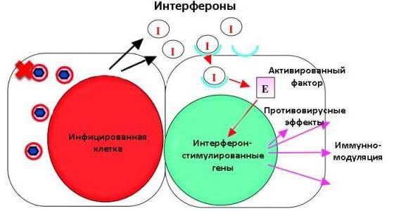 Интерферон лейкоцитарный жидкий инструкция по применению
