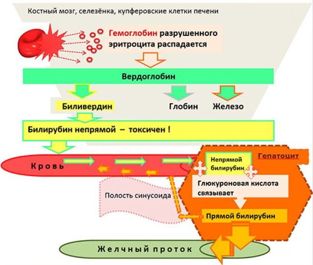 Повышенный билирубин. Часть 3: Заболевания, при которых повышен прямой билирубин