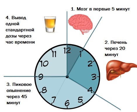 Через сколько алкоголь выходит из крови
